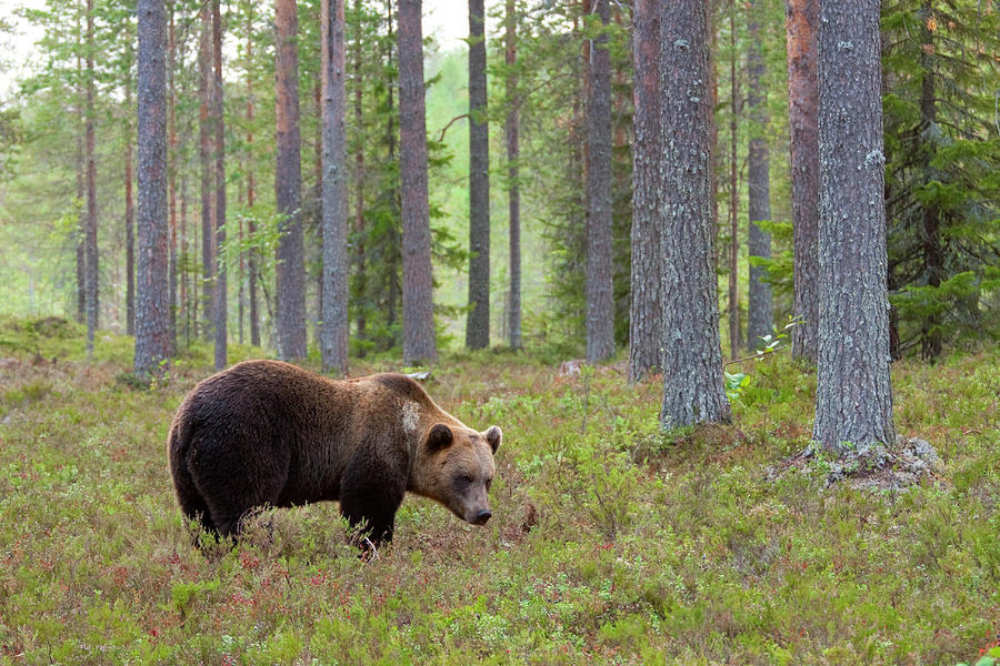 Brown Bear In The Taiga Photograph by Anzeletti