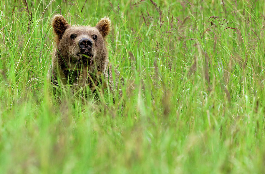 Brown Bear, Katmai National Park Photograph by Mint Images/ Art Wolfe