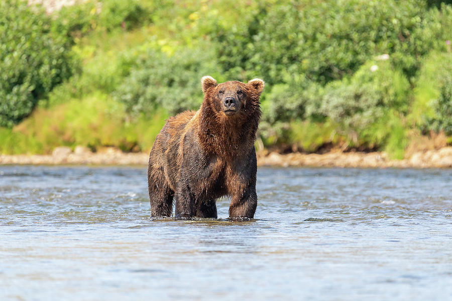 Brown Bear Keeping Close Watch Photograph by Tony Hake