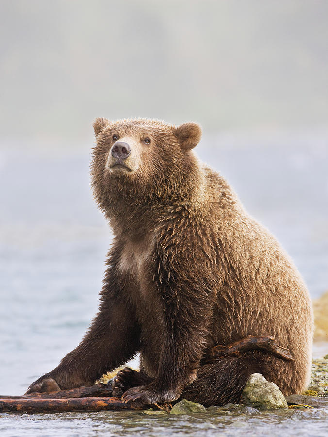 Brown Bear Photograph by Kencanning