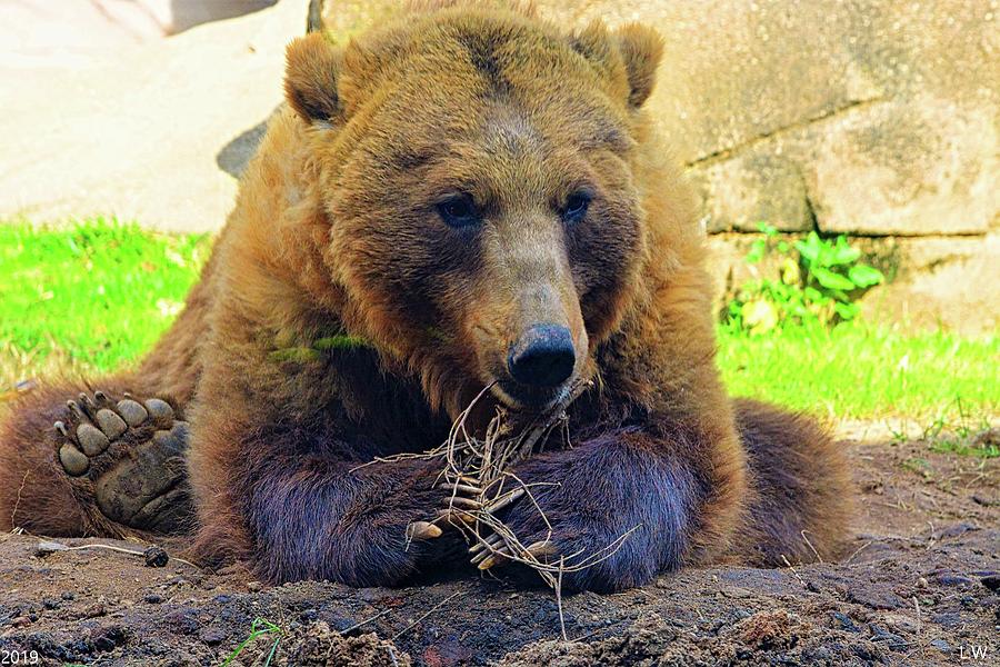 Brown Bear Photograph by Lisa Wooten