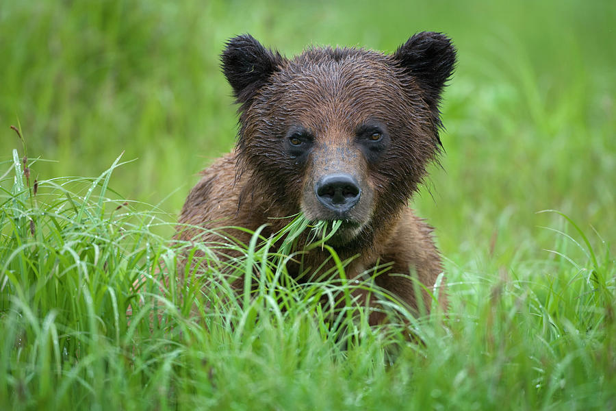 Brown Bear, Misty Fiords National Photograph by Paul Souders