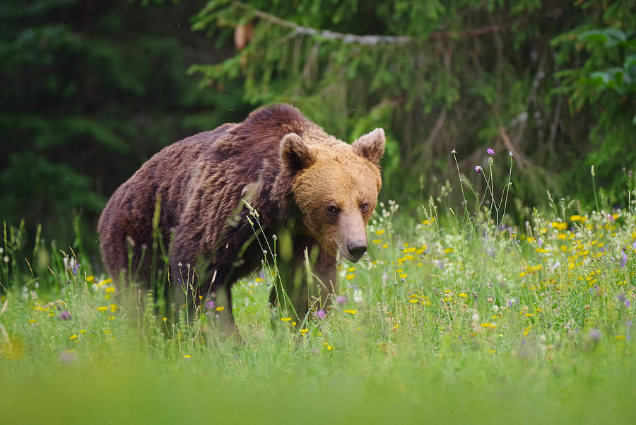 Brown Bear Photograph by Mrhren
