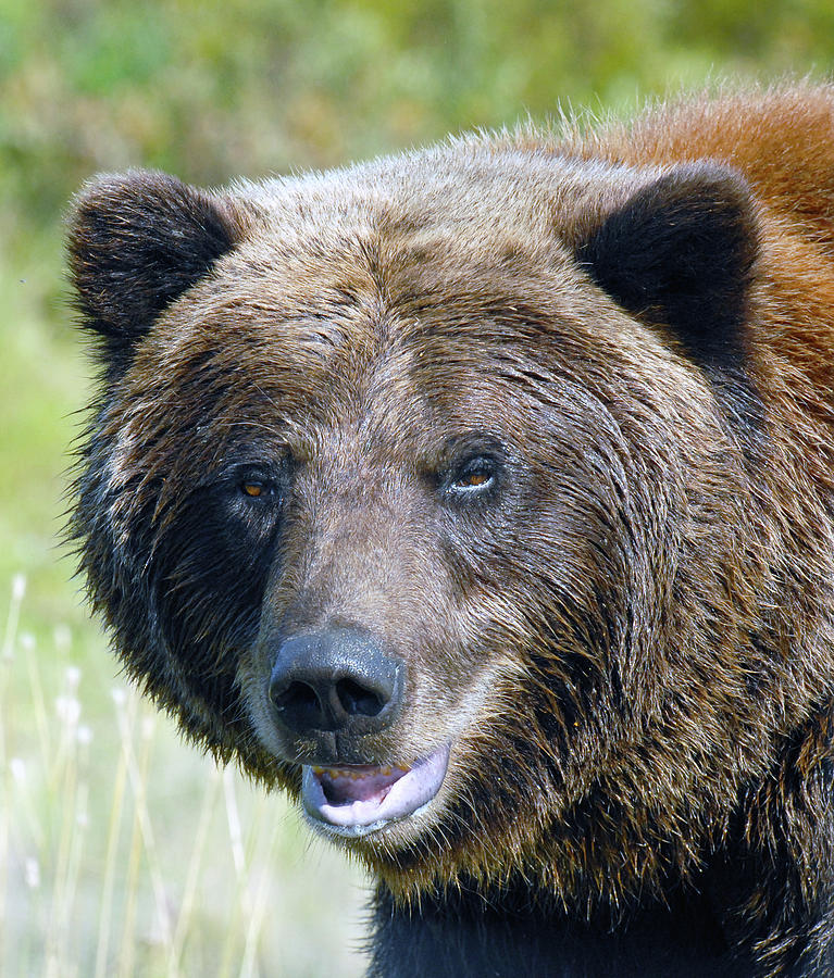 Brown Bear of Denali Photograph by Michelle Halsey