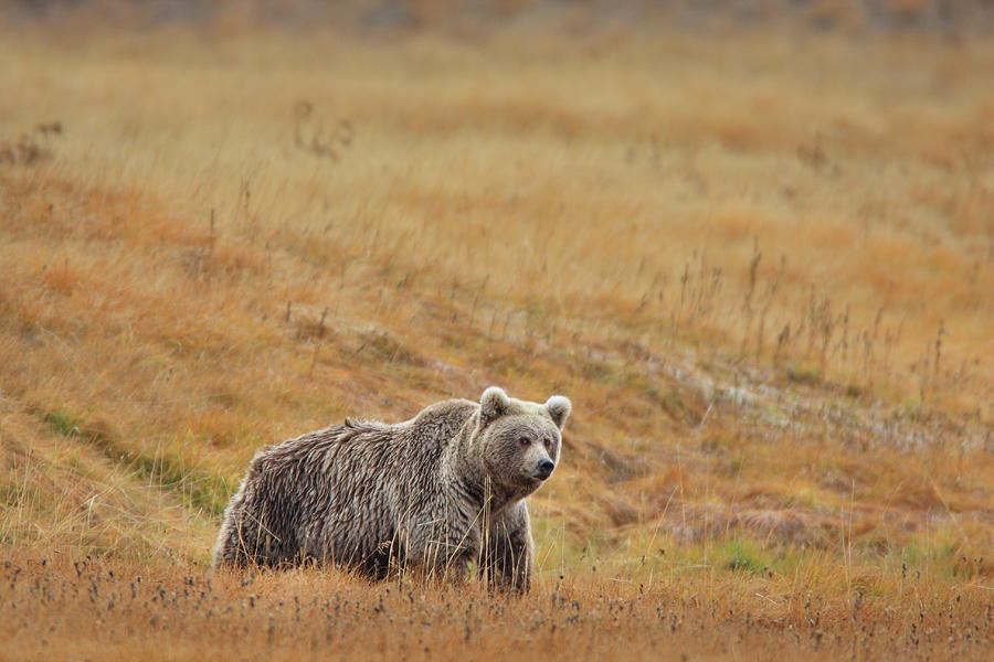 Brown Bear Of Deosai Photograph by Nadeem Khawar
