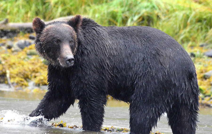 Brown Bear of Great Bear Rain Forest Photograph by Michelle Halsey