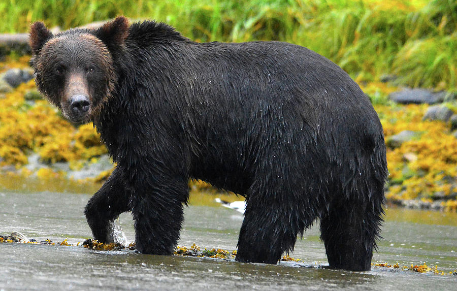 Brown Bear of the Great Bear Rainforest Photograph by Michelle Halsey