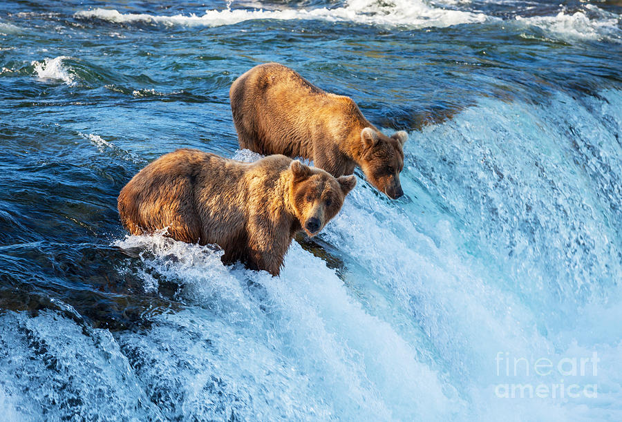 Grizzly Photograph - Brown Bear On Alaska by Galyna Andrushko Grizzly Photograph - Brown Bear On Alaska by Galyna Andrushko