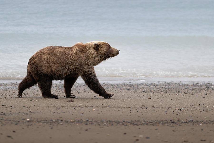 Brown Bear on Lake Clark Alaska Beach Photograph by Scott Slone