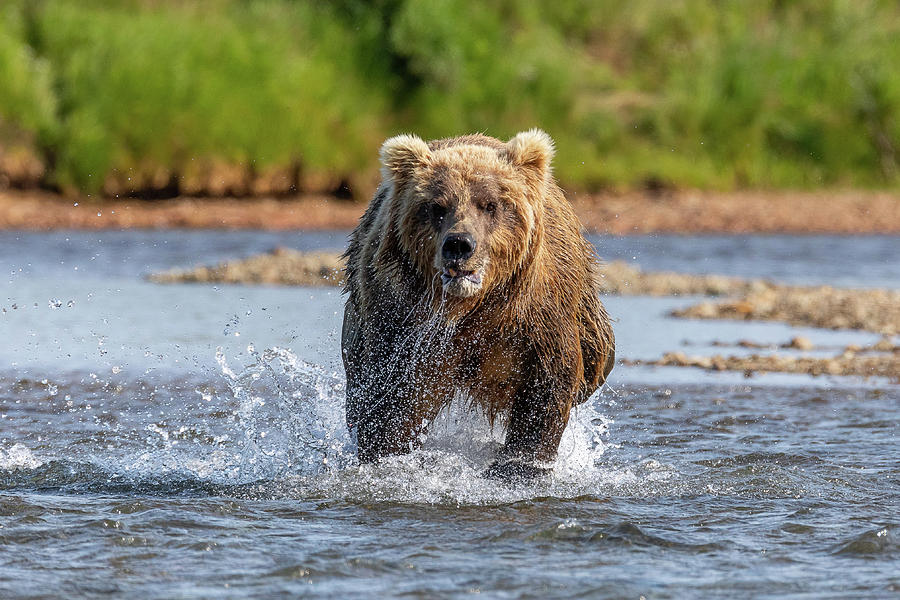 Brown Bear On the Hunt Photograph by Tony Hake