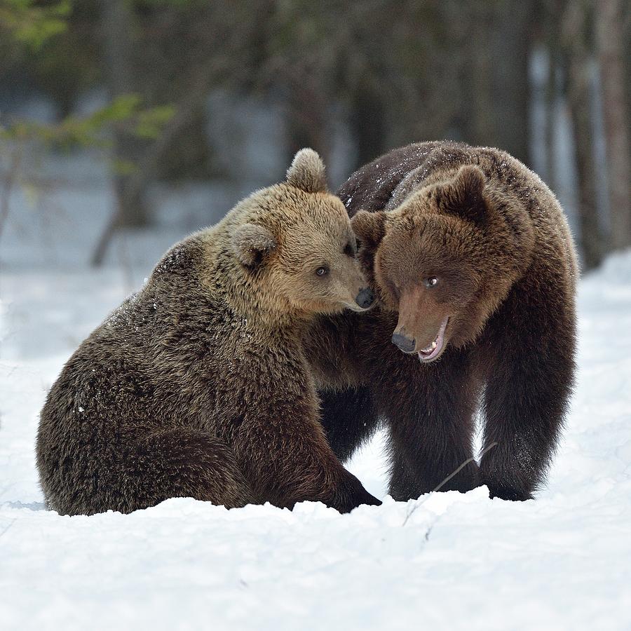 Brown Bear Pair Nuzzling After Mating Finland Photograph By Loic Poidevin Pixels 