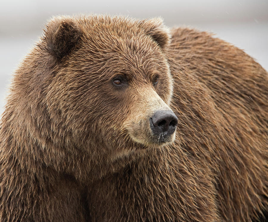 Brown Bear Portrait Photograph by Max Waugh