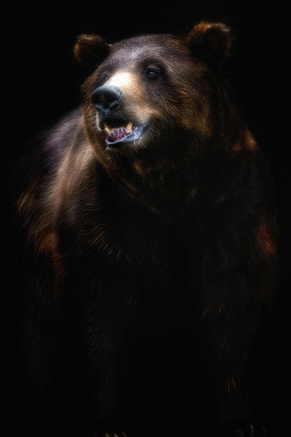 Brown Bear Portrait Photograph by Santiago Pascual Buye