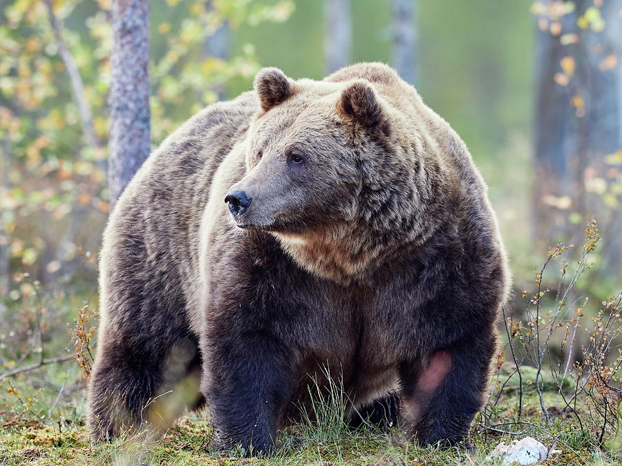 Brown Bear pose Photograph by Jouko Lehto