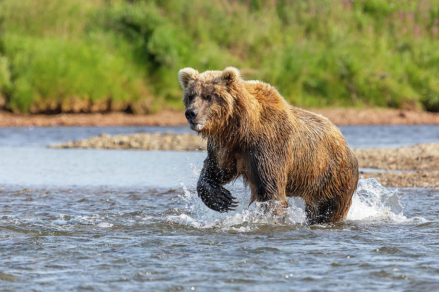 Brown Bear Ready to Fish Photograph by Tony Hake