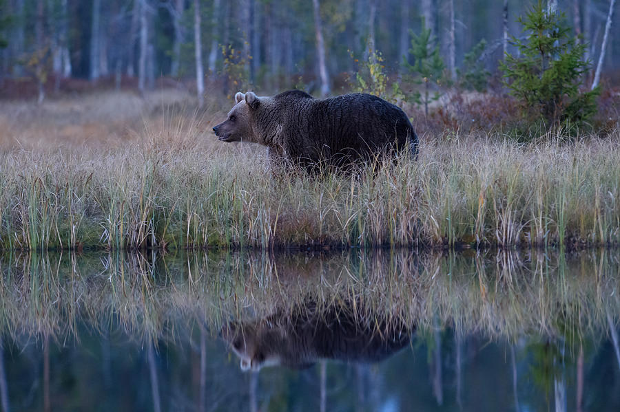 Brown Bear Reflection Photograph by Marcel peta