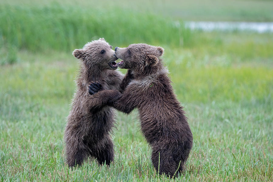 Brown Bear Sibling Rivalry Photograph by Mark Hunter