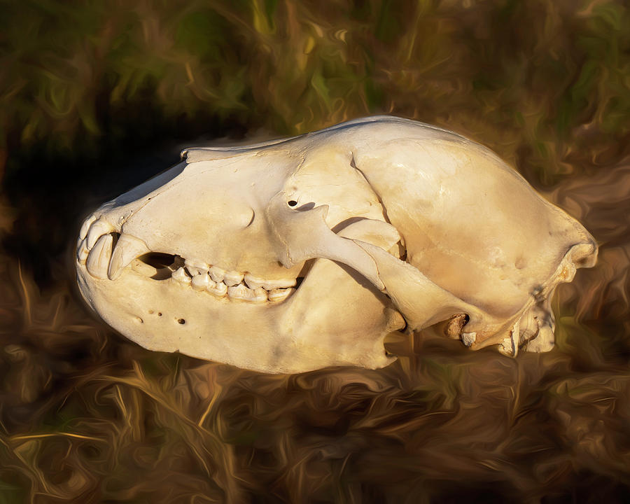 Brown Bear skull 01 - FHSM 12659 Photograph by Rob Graham