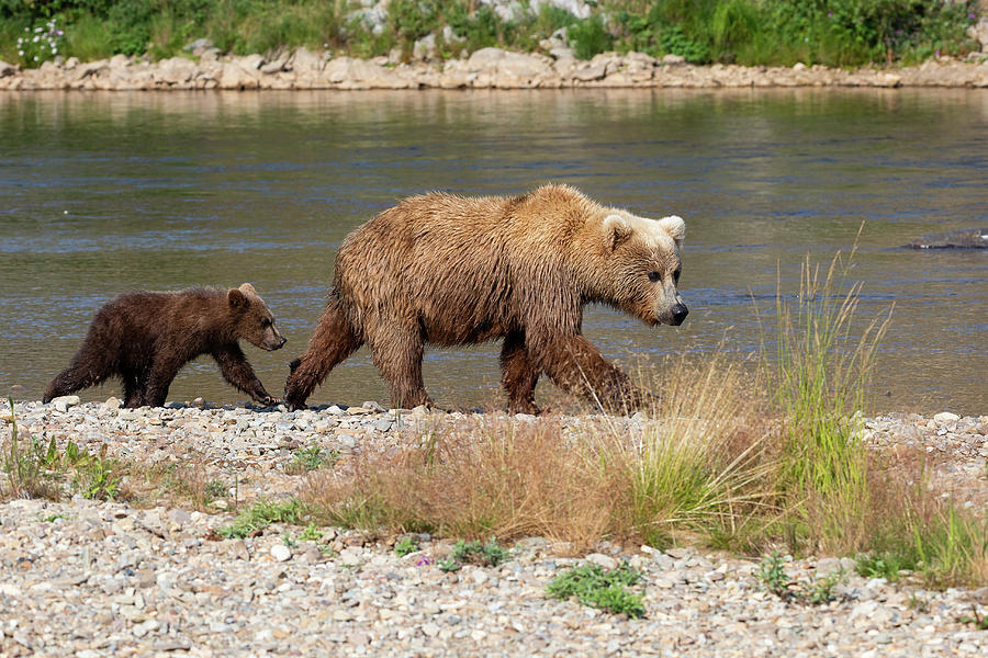 Brown Bear Sow and Cub Out For a Walk Photograph by Tony Hake