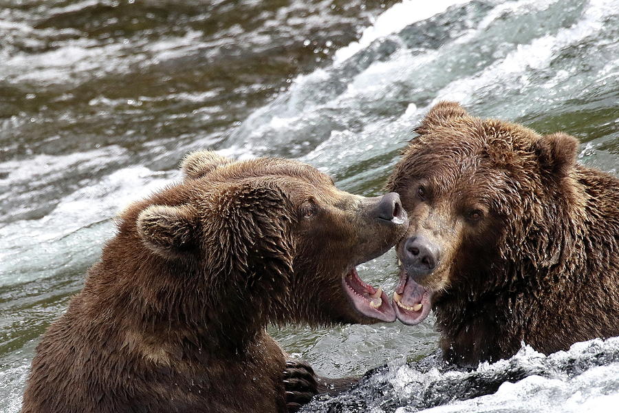 Brown Bear Spar Photograph by Adam Smith - Fine Art America