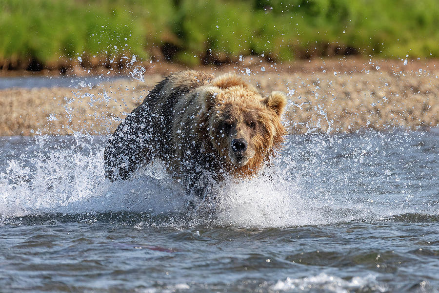 Brown Bear Splashes Ahead Photograph by Tony Hake