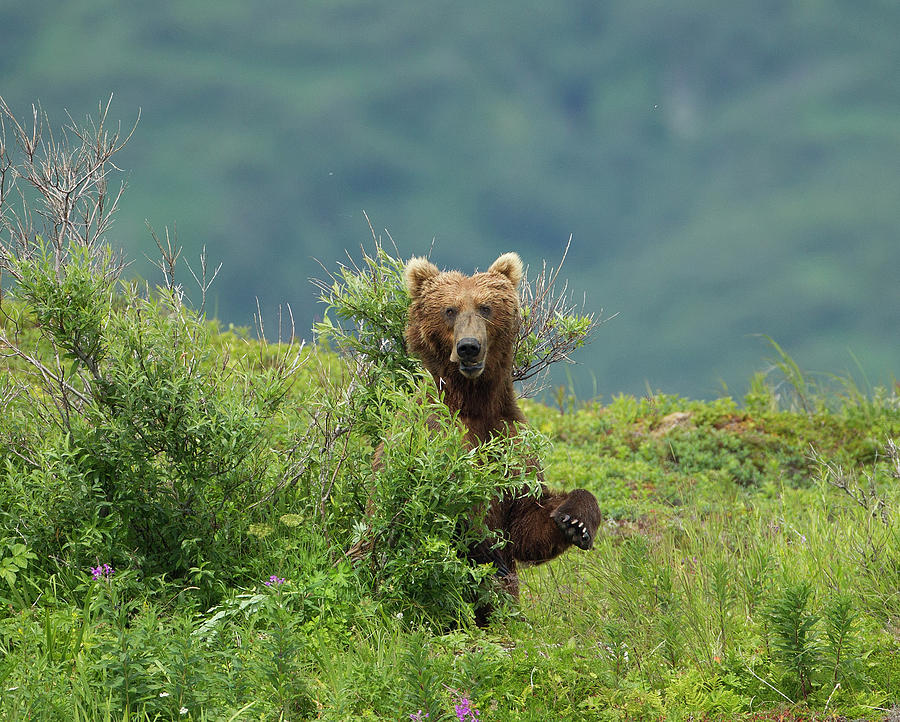 Brown Bear Standing In Bushes Photograph by Richard Mcmanus