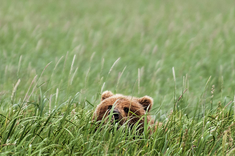 Brown Bear Photograph by Trevor Johnston / Eye Meets World Photography