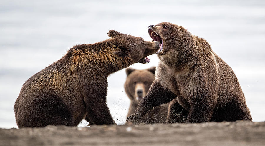 Brown Bear Tussle Photograph by Max Waugh