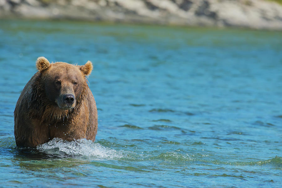 Brown Bear Ursus Arctos Walking In The Photograph by Lorraine Logan / Design Pics