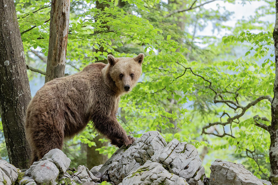 Brown bear - Ursus arctos Photograph by Jivko Nakev - Fine Art America