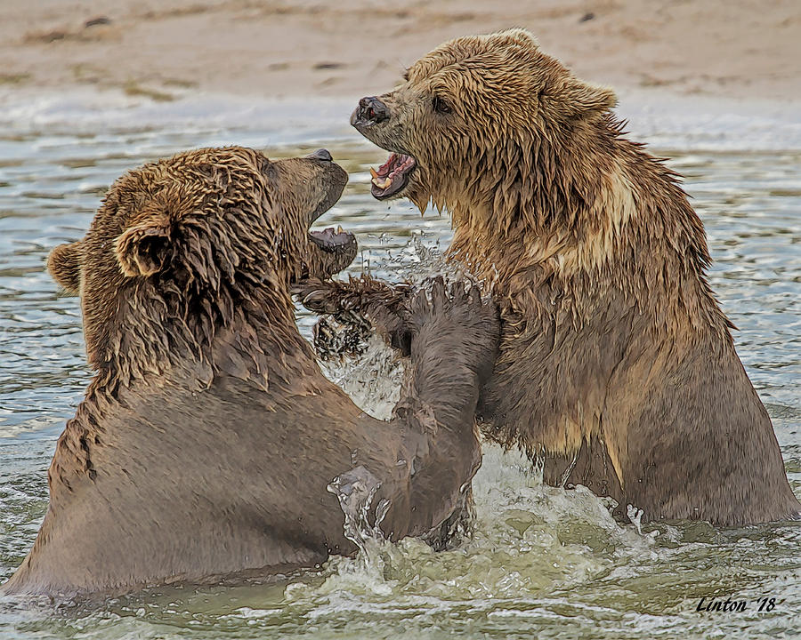 Brown Bears Fighting Digital Art by Larry Linton