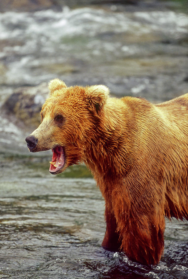 Katmai National Park Photograph - Brown Bears, Katmai National Park by Stuart Westmorland