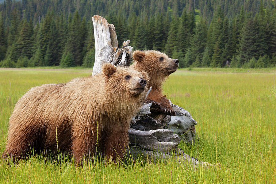 Lake Clark National Park Photograph - Brown Bears, Lake Clark National Park by Mint Images/ Art Wolfe
