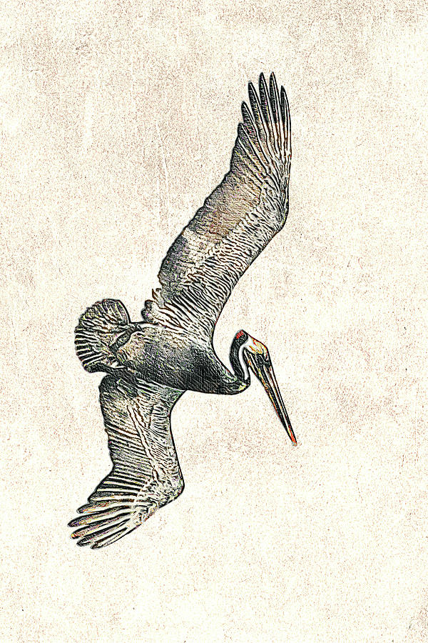 Brown Pelican Dive Photographic Drawing Photograph by Dawn Currie