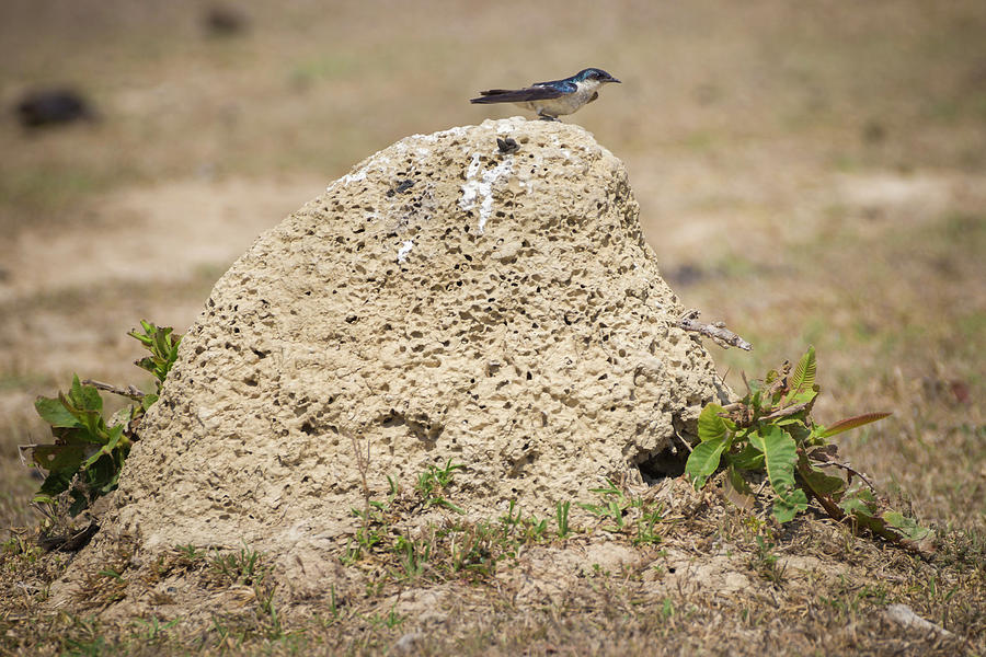 White Winged Swallow Guanapalo Casanare Colombia Photograph by Adam Rainoff