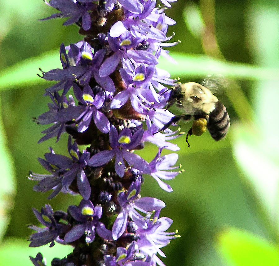 Brown-belted Bumble Bee Photograph