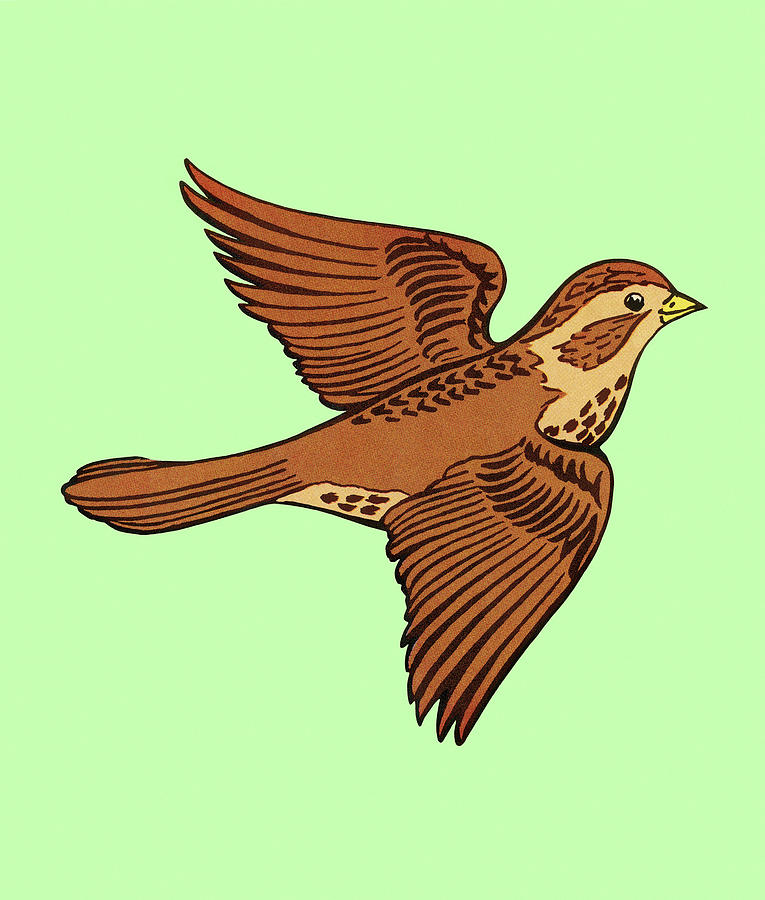 Vintage Drawing - Brown Bird by CSA Images