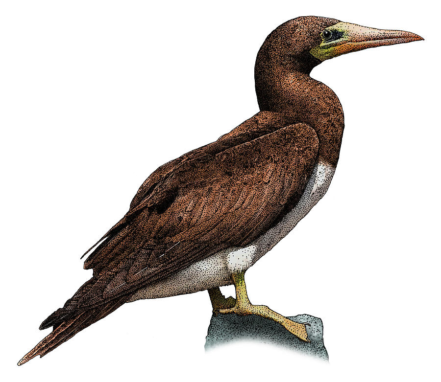 Bird Photograph - Brown Booby by Roger Hall