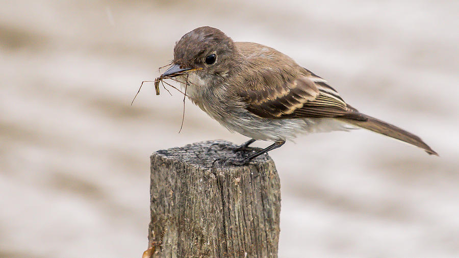 Brown Breasted Flycatcher Photograph by William Krumpelman | Fine Art ...