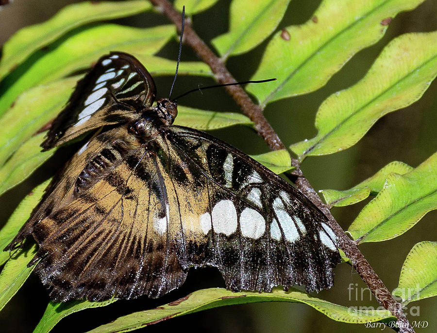 Brown butterfly Photograph by Barry Bohn