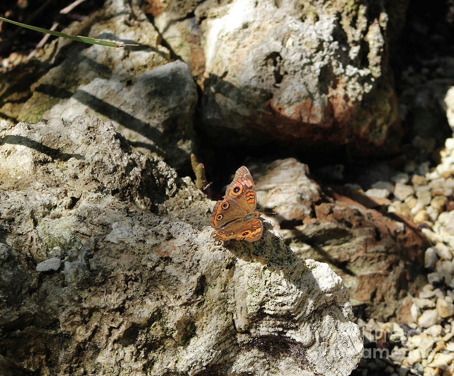 Brown Butterfly Photograph