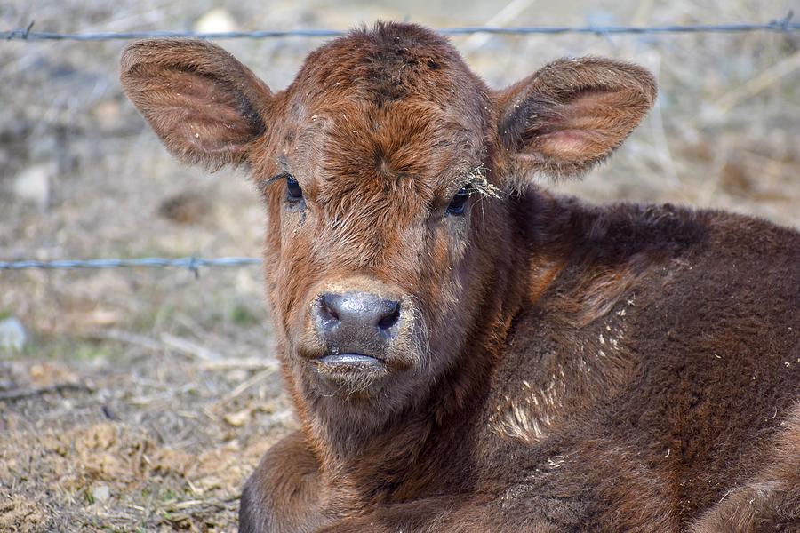 Brown Calf Photograph by Riley Bradford - Fine Art America