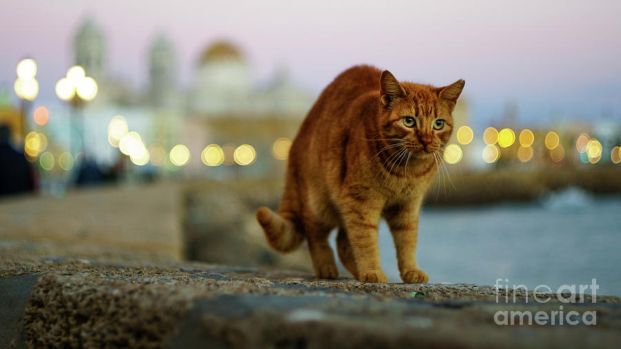 Brown Cat and Cathedral by the Sea Cadiz Spain Photograph by Pablo Avanzini