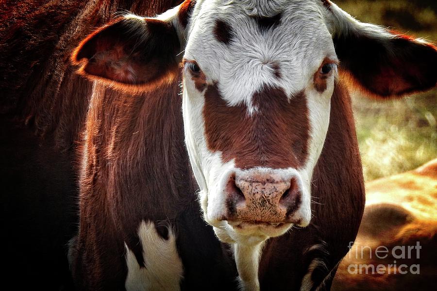 Nature Photograph - Brown Cow - country prints by Ella Kaye Dickey