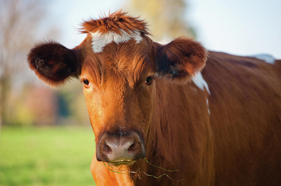 Brown Cow Wearing Toupet Photograph by Ronald Santerre