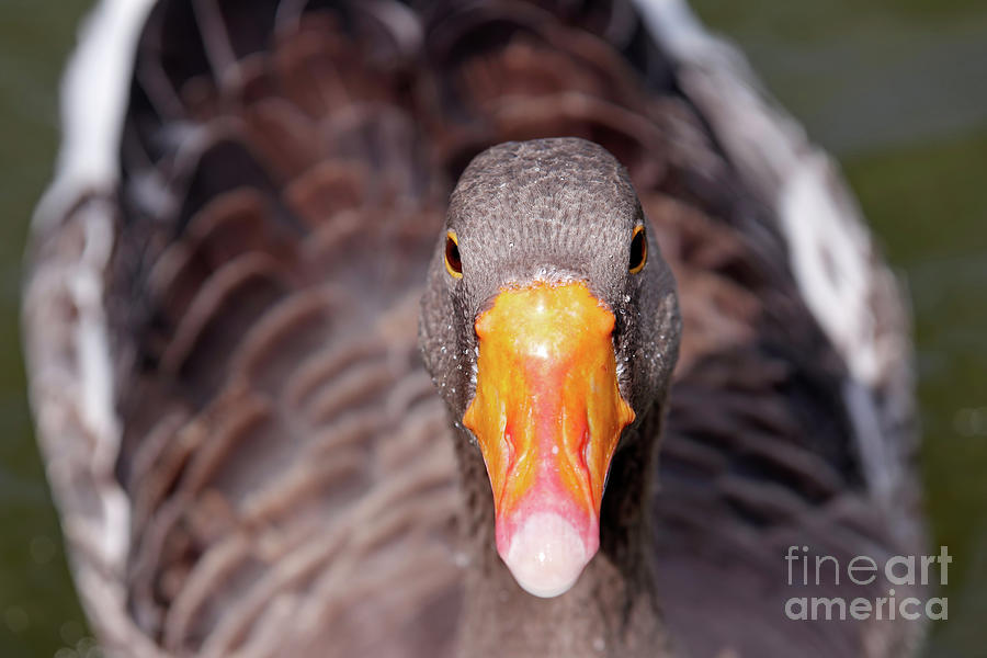 Brown duck Photograph by George Atsametakis