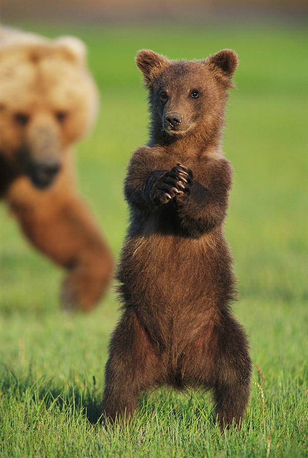 Brown Grizzly Bear Cub Ursus Arctos Photograph by Eastcott Momatiuk