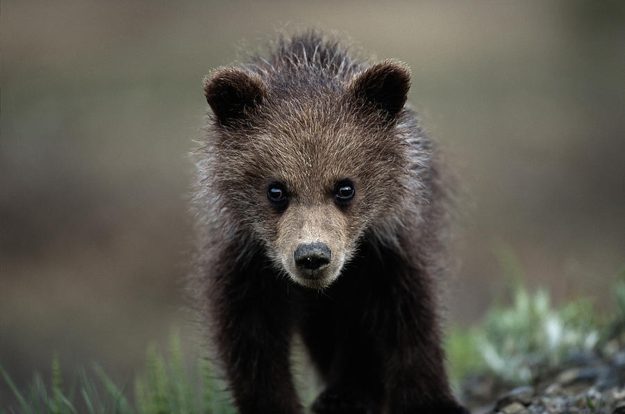 Brown Grizzly Bear Spring Cub by Eastcott Momatiuk