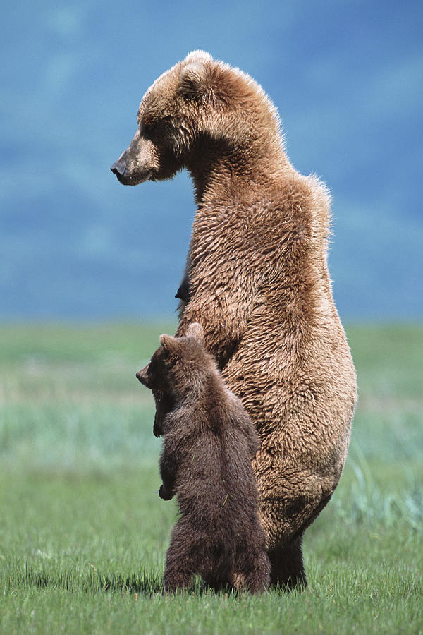 Brown Grizzly Bear Ursus Arctos Photograph by Eastcott Momatiuk