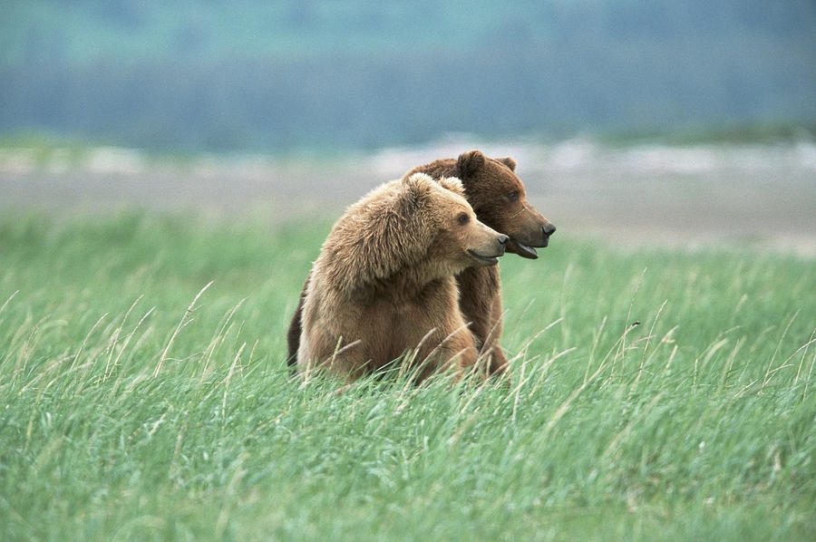 Brown Grizzly Bears Ursus Arctos Photograph by Eastcott Momatiuk